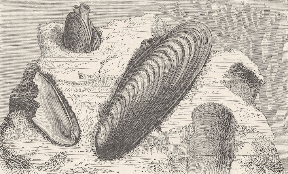 MOLLUSCS. Date-shells in the rock 1896 old antique vintage print picture